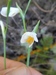 Hesperantha bachmannii