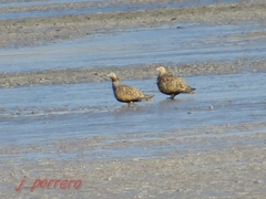 Pterocles orientalis