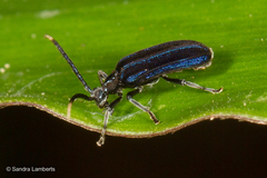 Ischalia indigacea