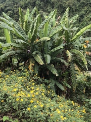 Musa balbisiana