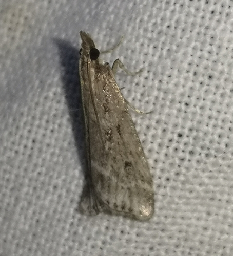 Eudonia pallida