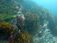 Chirodactylus spectabilis