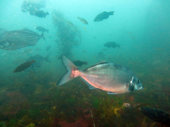 Latridopsis ciliaris