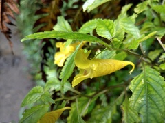 Impatiens tayemonii