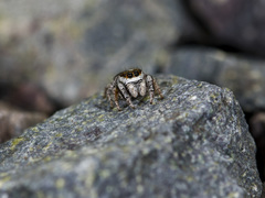 Pellenes geniculatus