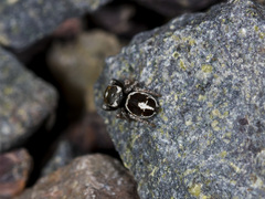 Pellenes geniculatus