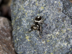 Pellenes geniculatus