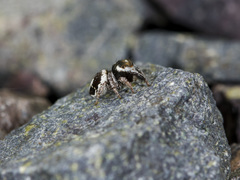 Pellenes geniculatus