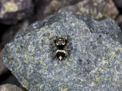 Pellenes geniculatus