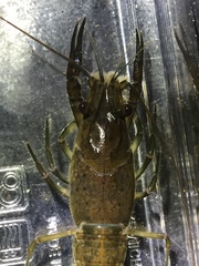 Procambarus evermanni