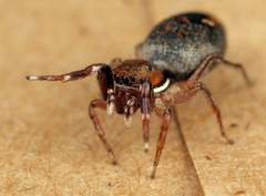 Natta chionogaster