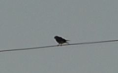 Falco sparverius
