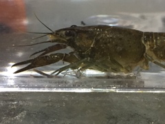 Procambarus evermanni