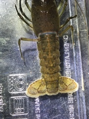 Procambarus evermanni