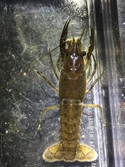Image of Procambarus evermanni