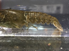 Procambarus evermanni