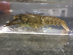 Procambarus evermanni