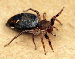 Natta chionogaster