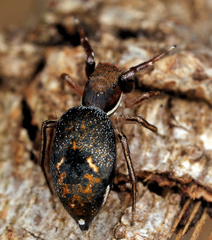 Natta chionogaster