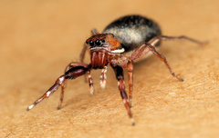 Natta chionogaster