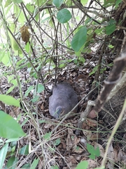 Crypturellus cinnamomeus