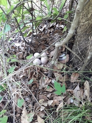 Crypturellus cinnamomeus