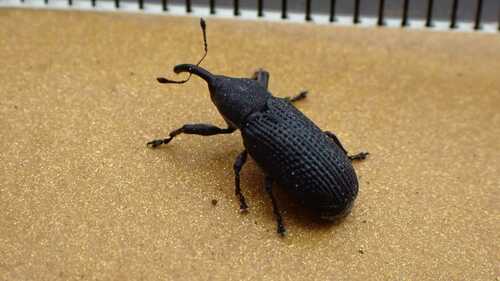 Magdalis memnonia