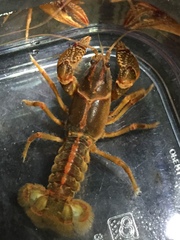 Lacunicambarus miltus
