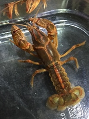 Lacunicambarus miltus