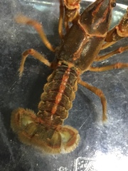 Lacunicambarus miltus