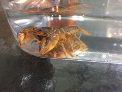Lacunicambarus miltus