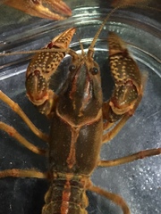 Lacunicambarus miltus