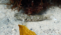 Bathygobius krefftii