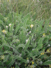 Astragalus dasyanthus