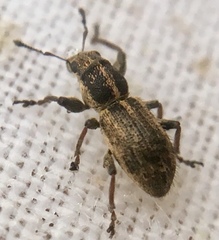 Andrion regensteinense