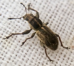 Andrion regensteinense