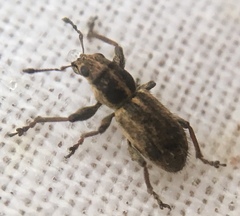 Andrion regensteinense