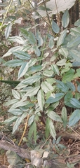 Ventilago leiocarpa