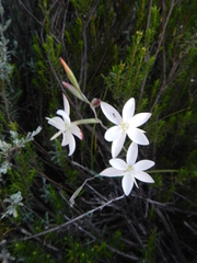Hesperantha cucullata