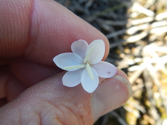 Hesperantha cucullata
