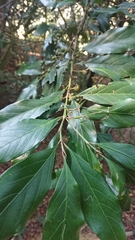 Aidia cochinchinensis