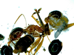Pheidole nodus