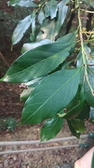 Aidia cochinchinensis