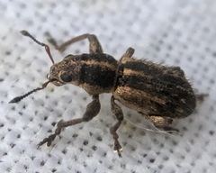 Andrion regensteinense