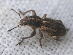 Andrion regensteinense