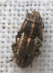 Andrion regensteinense