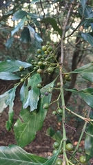 Aidia cochinchinensis