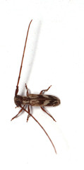 Eunidia strigata