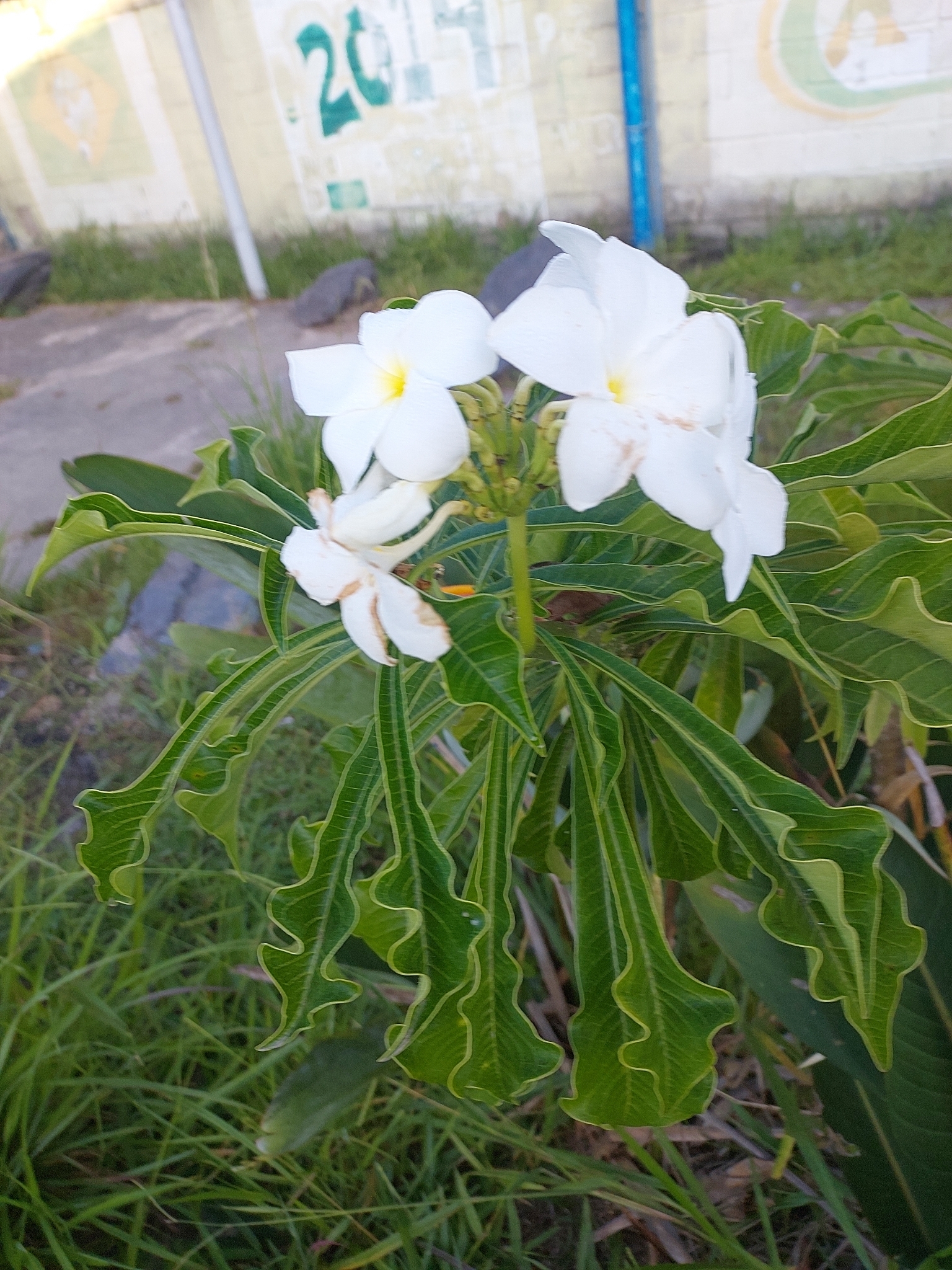 Plumeria pudica