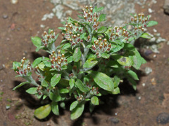 Troglophyton parvulum